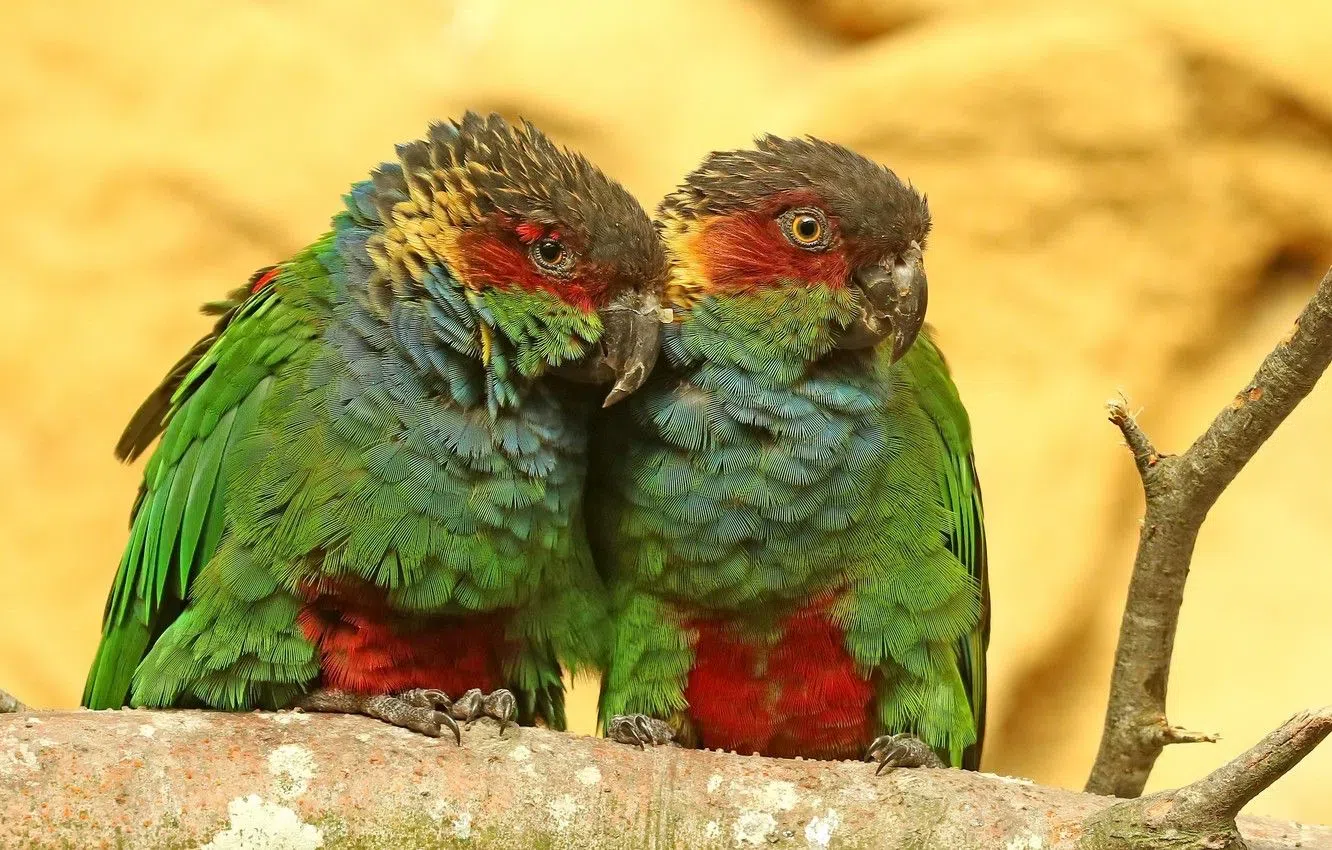 Blue-throated conure