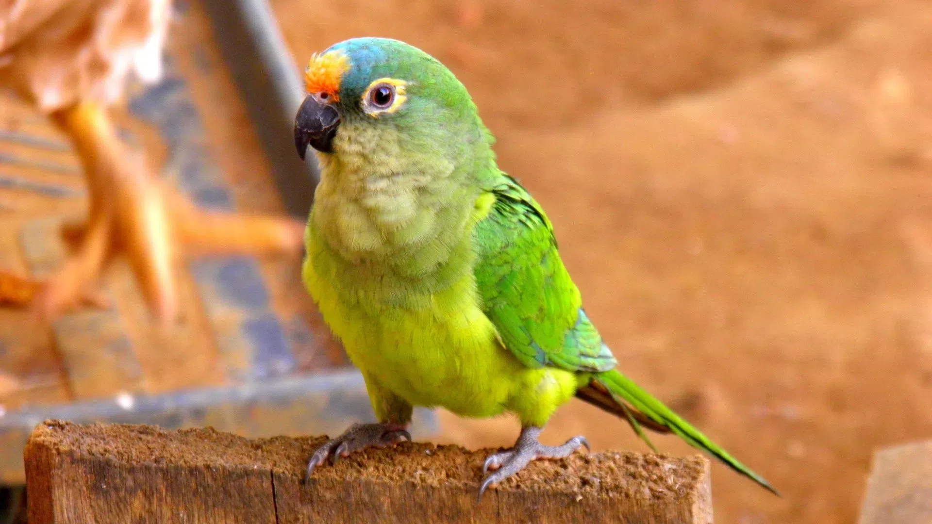 Peach-fronted conure